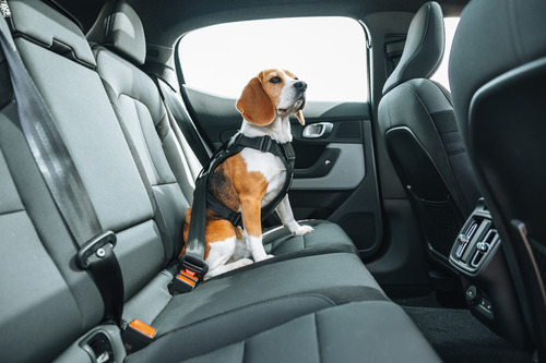 Thule Hundegeschirr M