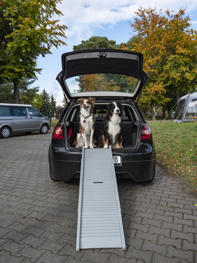 Plastikrampe til hunden Emma