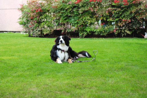 Zeltanker / Anbindepflock 40cm Ø8mm, 1 Stück